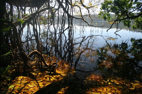 Lake Barrine fig tree and golden leaves
Photographer: Campbell Clarke