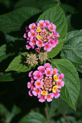 Lantana flowers
Photographer: Campbell Clarke Lantana flowers
Photographer: Campbell Clarke