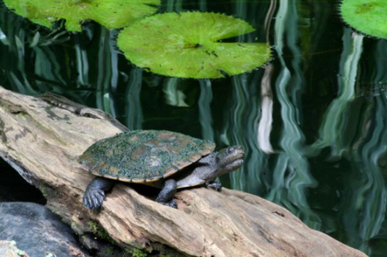 Saw-shelled turtle
Photographer: Deb Pople