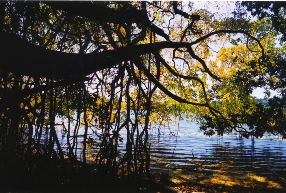 Lake Barrine
Photographer: Campbell Clarke Lake Barrine
Photographer: Campbell Clarke