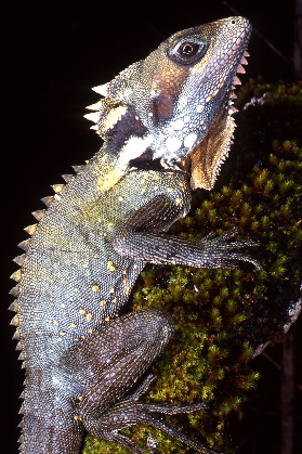 Boyds forest dragon
Photographer: Mike Trenerry Boyds forest dragon
Photographer: Mike Trenerry