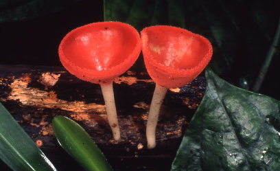 Red goblet fungus - Cookeina sp.
Photographer: Mike Trenerry