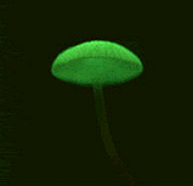 Luminescent mushroom
Photographer: WTMA