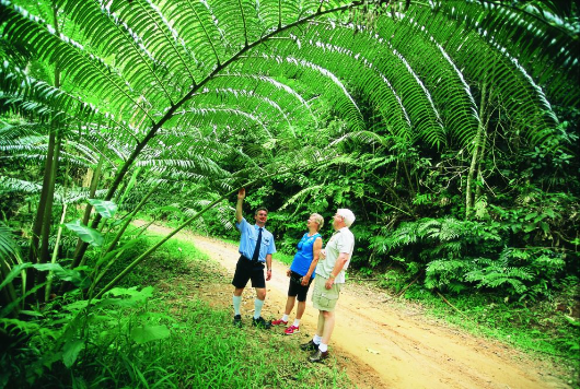 Davies Creek NP - tourist groups - king fern
Photographer: Tourism Queensland